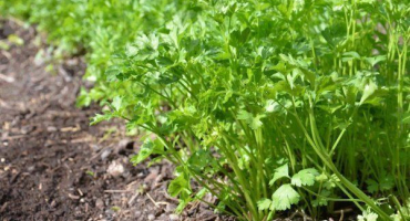 Jak správně zasít petržel před zimou?